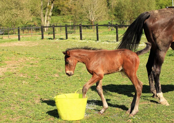 Junges Fohlen, das mit einem Eimer Wasser spielt — Stockfoto