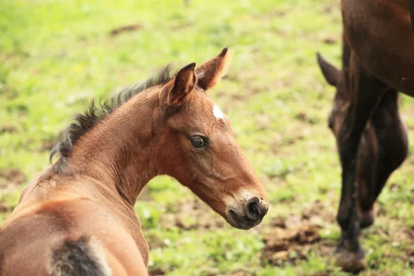 Young foal has his first steps in the meadow — Stock Photo, Image