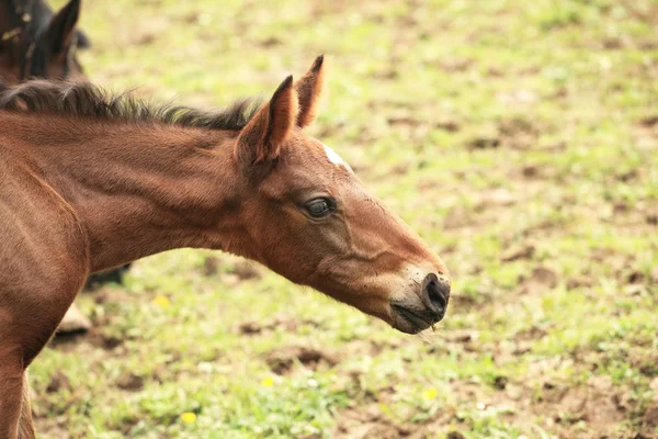Young foal has his first steps in the meadow — Stock fotografie