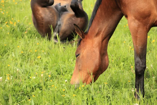 Közeli kép a fejét a ló eszik fű — Stock Fotó