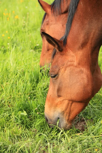 Μεγέθυνση του κεφαλή αλόγου τρώει χόρτο — Φωτογραφία Αρχείου