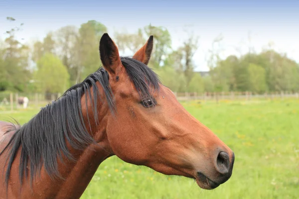 Tête et cou d'un cheval brun — Photo