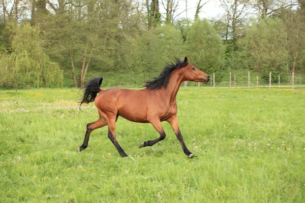 Horse galloping in a meadow in spring — Stock Photo, Image