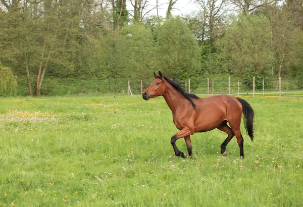 马在草地上舞动的春天 — 图库照片
