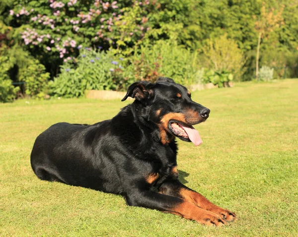 Porträt eines reinrassigen französischen Schäferhundes beauceron — Stockfoto