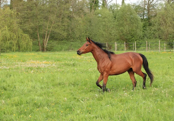 Horse galloping in a meadow in spring Royalty Free Stock Images