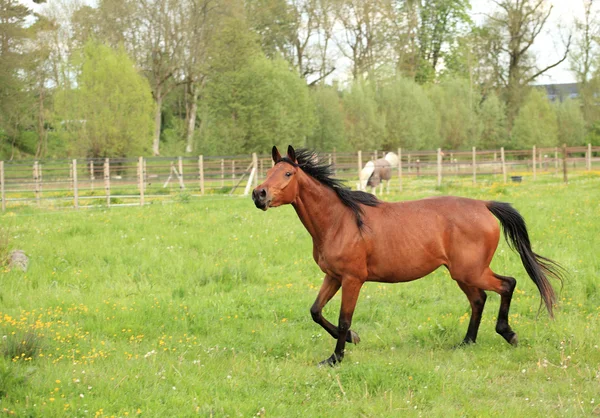 Horse galloping in a meadow in spring Stock Photo