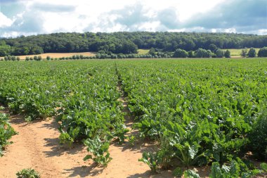 Şeker pancarı alanları yaz güneşi