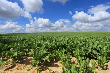 Sugar beet fields in the summer sun clipart