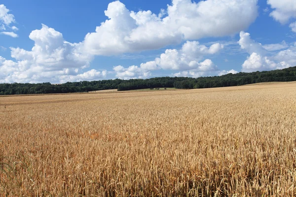 Campos de trigo sob o sol no verão antes da colheita — Fotografia de Stock