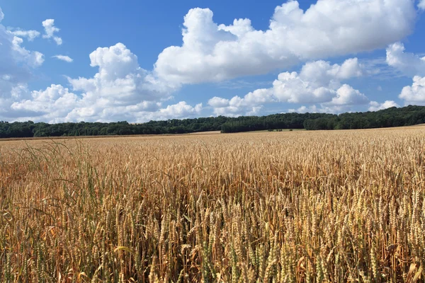 Campos de trigo bajo el sol en el verano antes de la cosecha —  Fotos de Stock