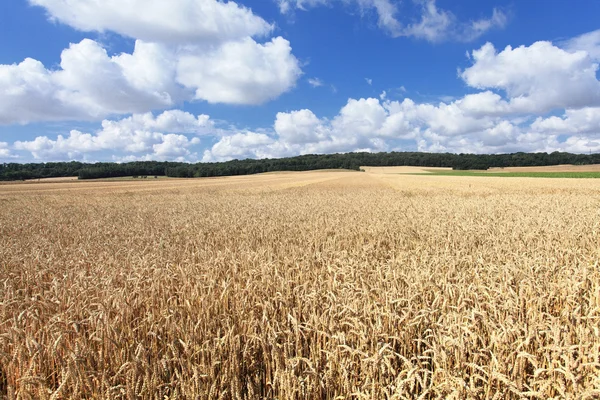 Weizenfelder unter der Sonne im Sommer vor der Ernte — Stockfoto