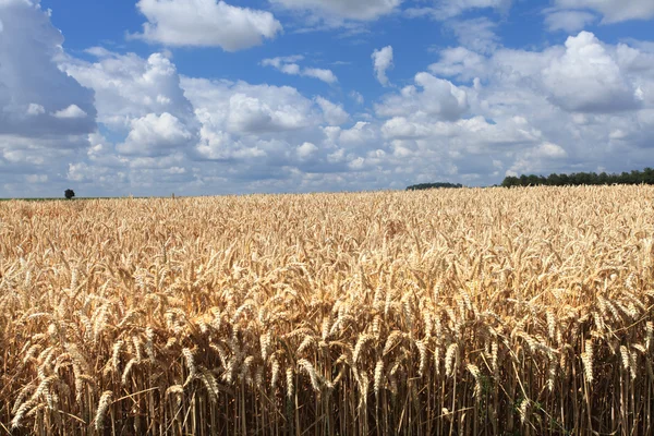 Weizenfelder unter der Sonne im Sommer vor der Ernte — Stockfoto
