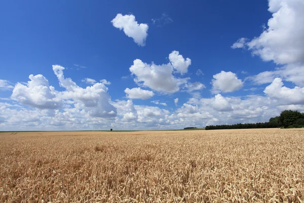 Campos de trigo bajo el sol en el verano antes de la cosecha — Foto de Stock