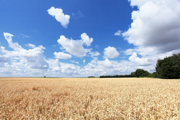 Champs de blé sous le soleil en été avant la récolte — Photo