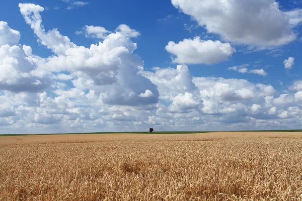 Buğday hasat önceki yaz güneşte altındaki alanlar — Stok fotoğraf