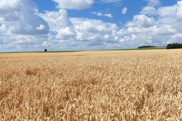 Пшеничні поля під сонцем влітку до збору врожаю — стокове фото
