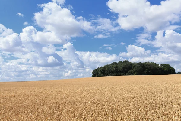 Campos de trigo bajo el sol en el verano antes de la cosecha —  Fotos de Stock
