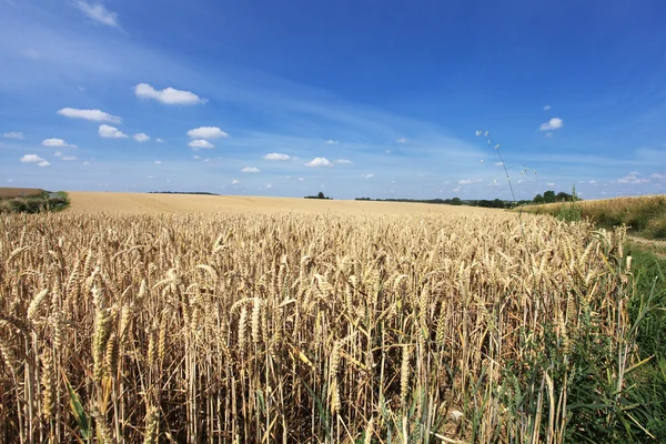 Campi di grano sotto il sole in estate prima del raccolto — Foto Stock