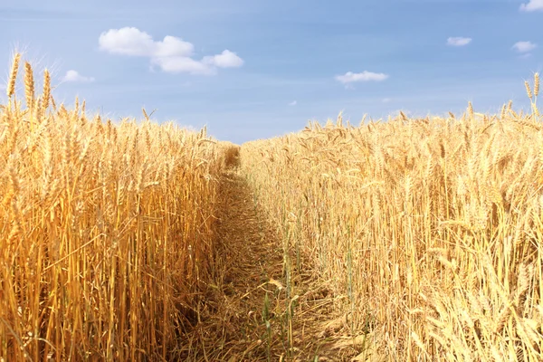 Tarwe velden onder de zon in de zomer vóór oogst — Stockfoto
