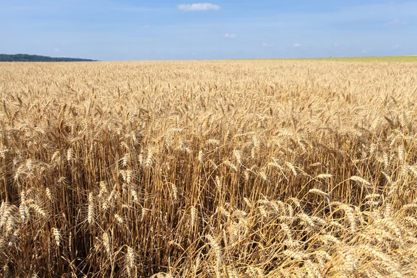 収穫前に夏の太陽の下で小麦畑 — ストック写真