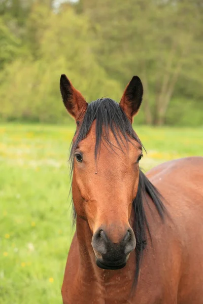 Cabeza y cuello de un caballo marrón —  Fotos de Stock
