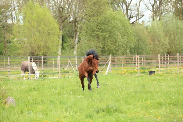 Kůň tryskem na louce na jaře — Stock fotografie