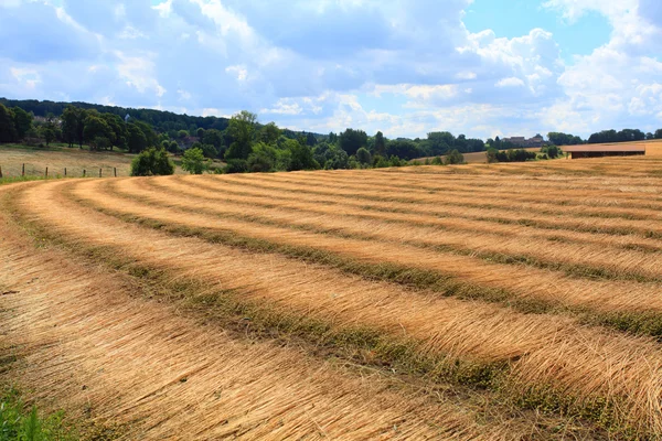 Yere çizgi çizme keten alanlarında hasat — Stok fotoğraf