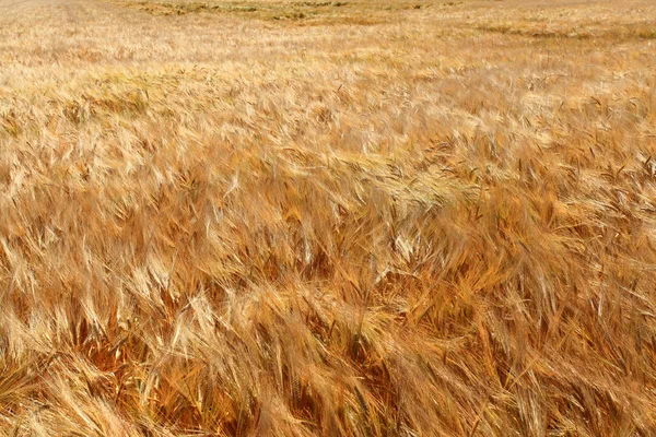 Gerst velden in de zomer vóór oogst — Stockfoto