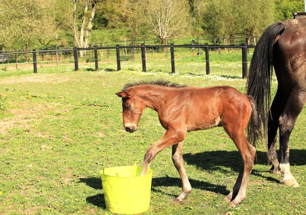 Young foal who playing with a bucket of water — Stock Photo, Image