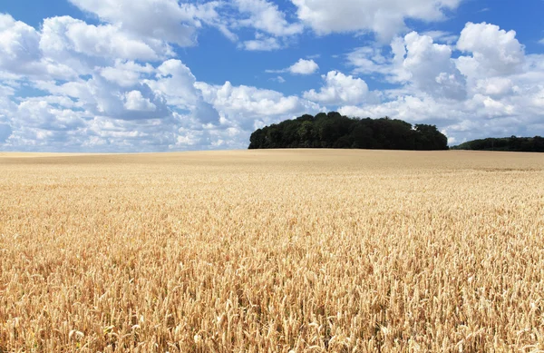Campos de trigo sob o sol no verão antes da colheita — Fotografia de Stock