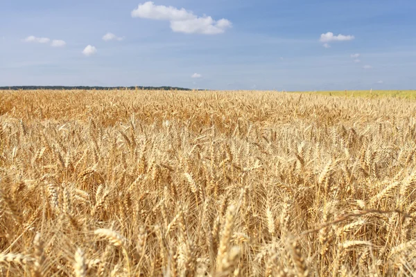 収穫前に夏の太陽の下で小麦畑 — ストック写真