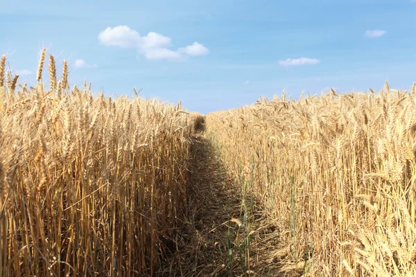Pšeničná pole pod sluncem, v létě před sklizní — Stock fotografie