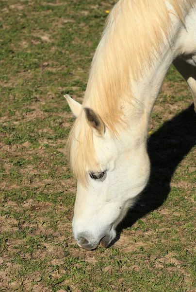 Portræt af en ung hvid hest på en eng - Stock-foto