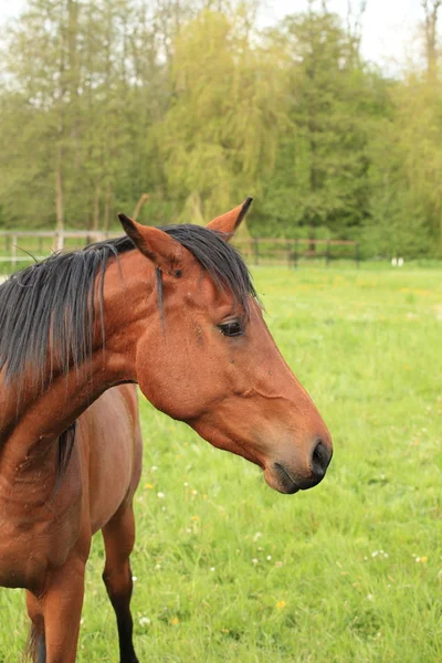 Cabeça e pescoço de um cavalo marrom — Fotografia de Stock