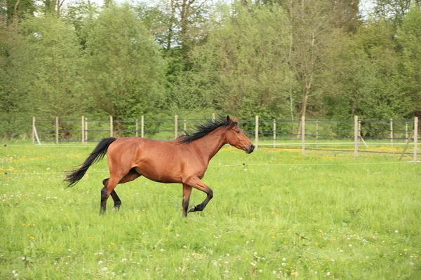 Koń galopujący na łące wiosną — Zdjęcie stockowe
