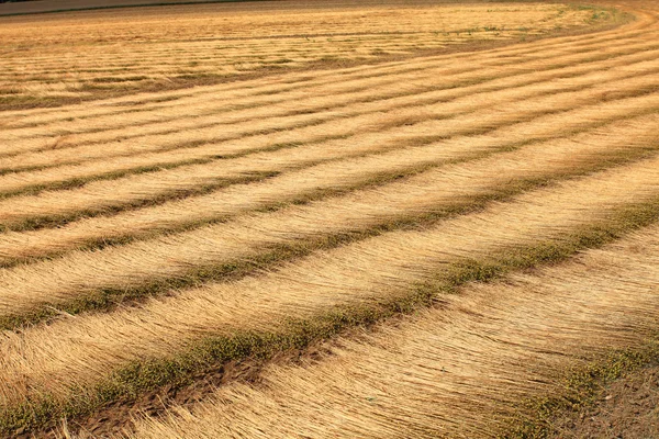 Campos de lino líneas de dibujo cosechadas en el suelo — Foto de Stock
