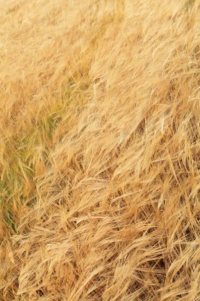 Campos de cevada no verão antes da colheita — Fotografia de Stock