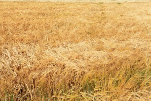 Korn fält i sommaren innan skörd — Stockfoto