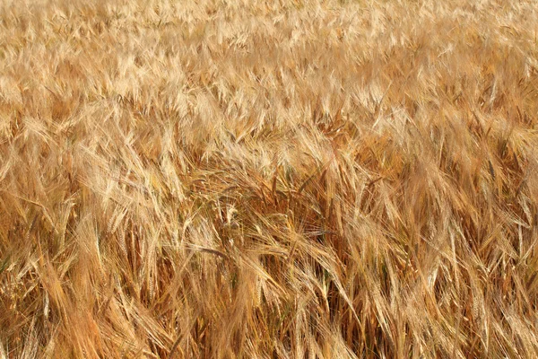 Gerst velden in de zomer vóór oogst — Stockfoto