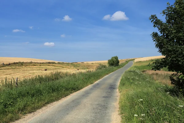 Road in the country in summer under the sun — Stock Photo, Image