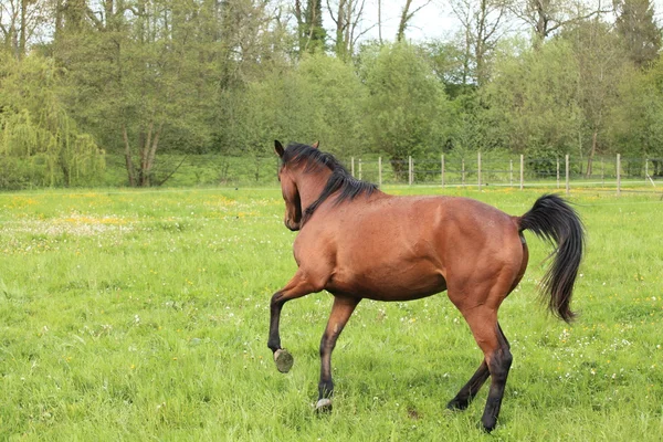 Horse galloping in a meadow in spring Royalty Free Stock Photos