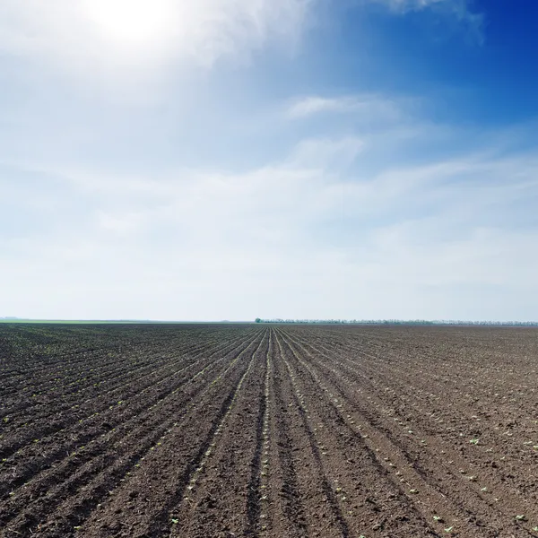 Campo con piccoli girasoli verdi sotto il cielo blu con sole — Foto Stock