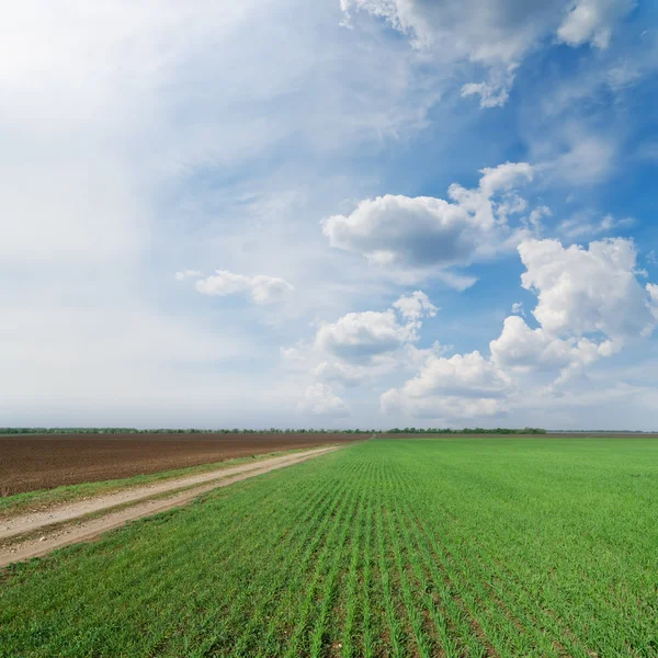 Зеленое поле с грязной дорогой под облачным небом — стоковое фото