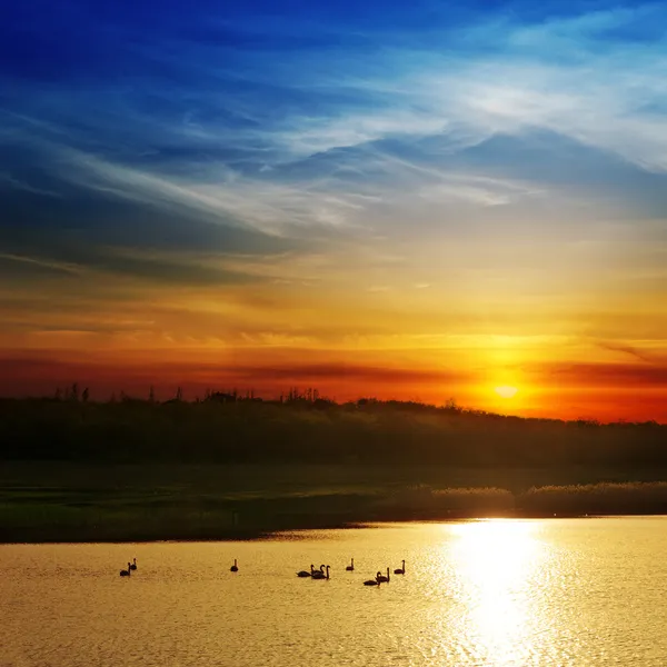 Драматический закат над рекой с лебедями — стоковое фото