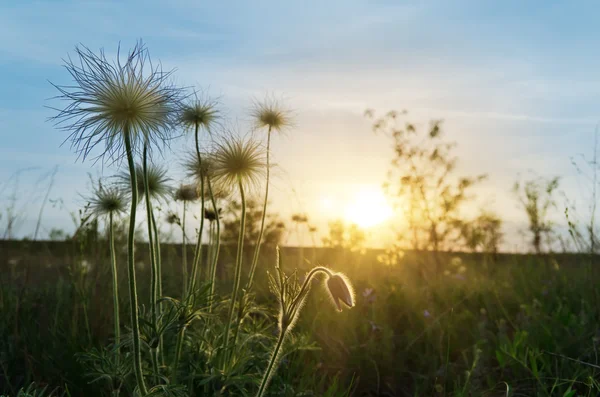 Pôr do sol sobre o prado com flores — Fotografia de Stock