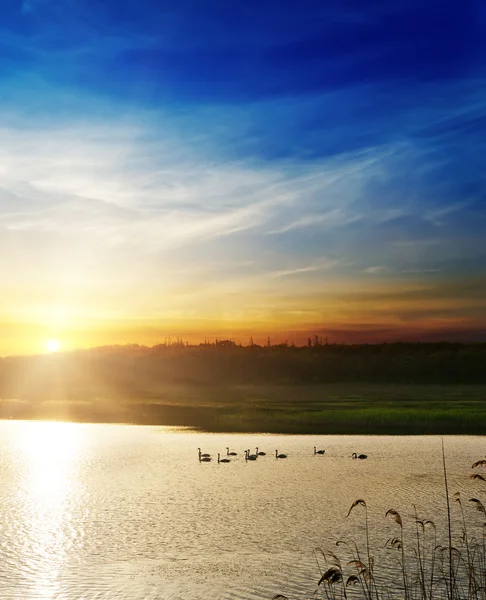 Dramático atardecer sobre el río con cisnes — Foto de Stock