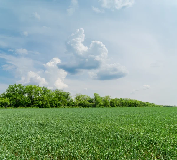 Bewölkter Himmel über grünem Feld — Stockfoto