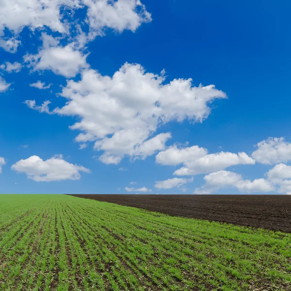 Veld met groene shots en bewolkte hemel — Stockfoto