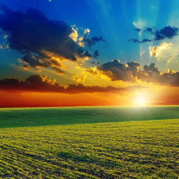 Puesta de sol sobre campo verde agrícola —  Fotos de Stock